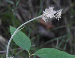 Antennaria parlinii subsp. fallax (Greene) R. J. Bayer & G. L. Stebbins resmi