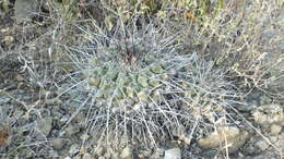 Image of Thelocactus rinconensis subsp. rinconensis