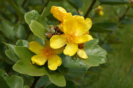 Image of Cochlospermum planchonii Hook. fil. ex Planch.