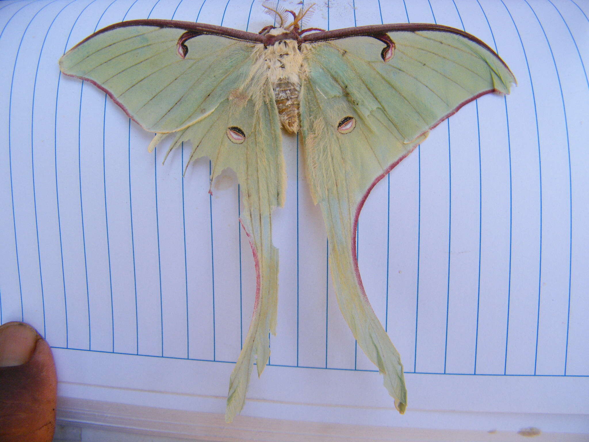 Image of Actias truncatipennis (Sonthonnax 1899)