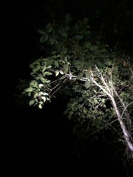 Image of Large Frogmouth