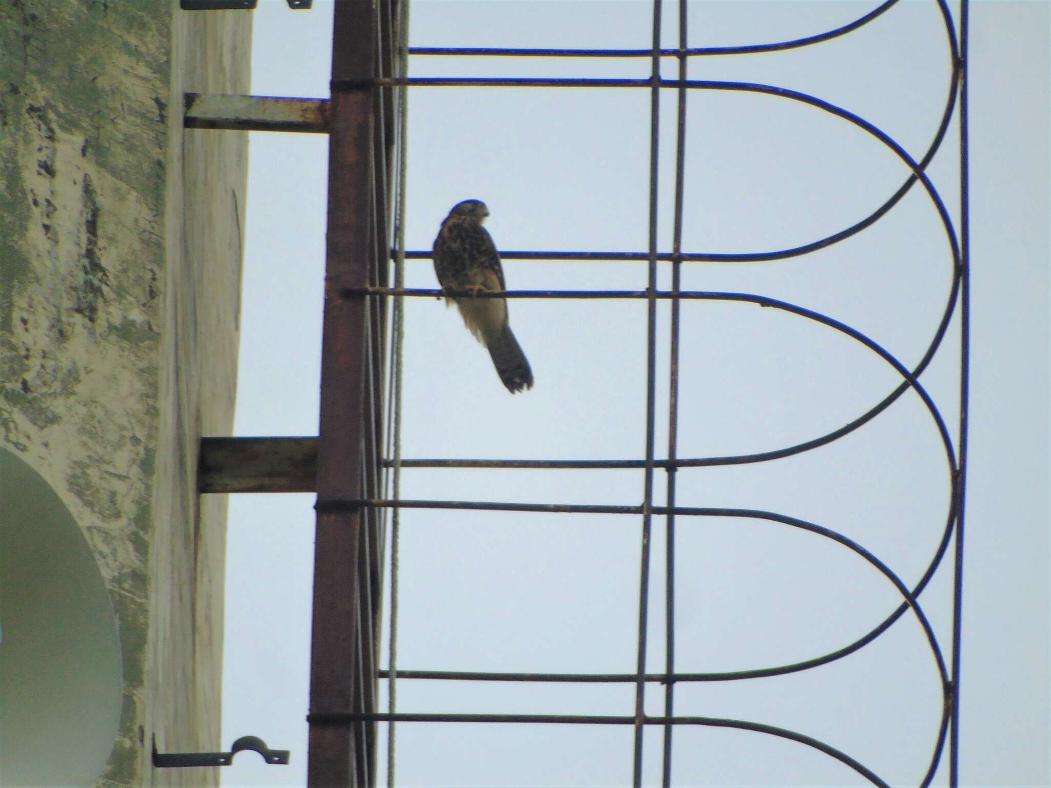 Image of Spotted Kestrel