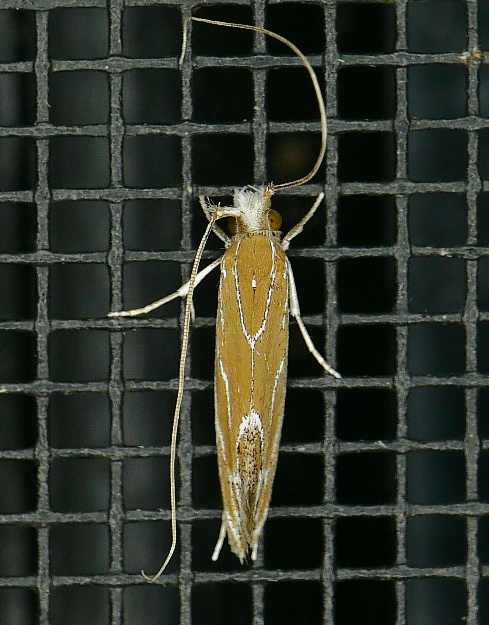 Image of Euprora argentilineella Busck 1906