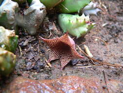 Image of Ceropegia loeseneriana (Schltr.) Bruyns