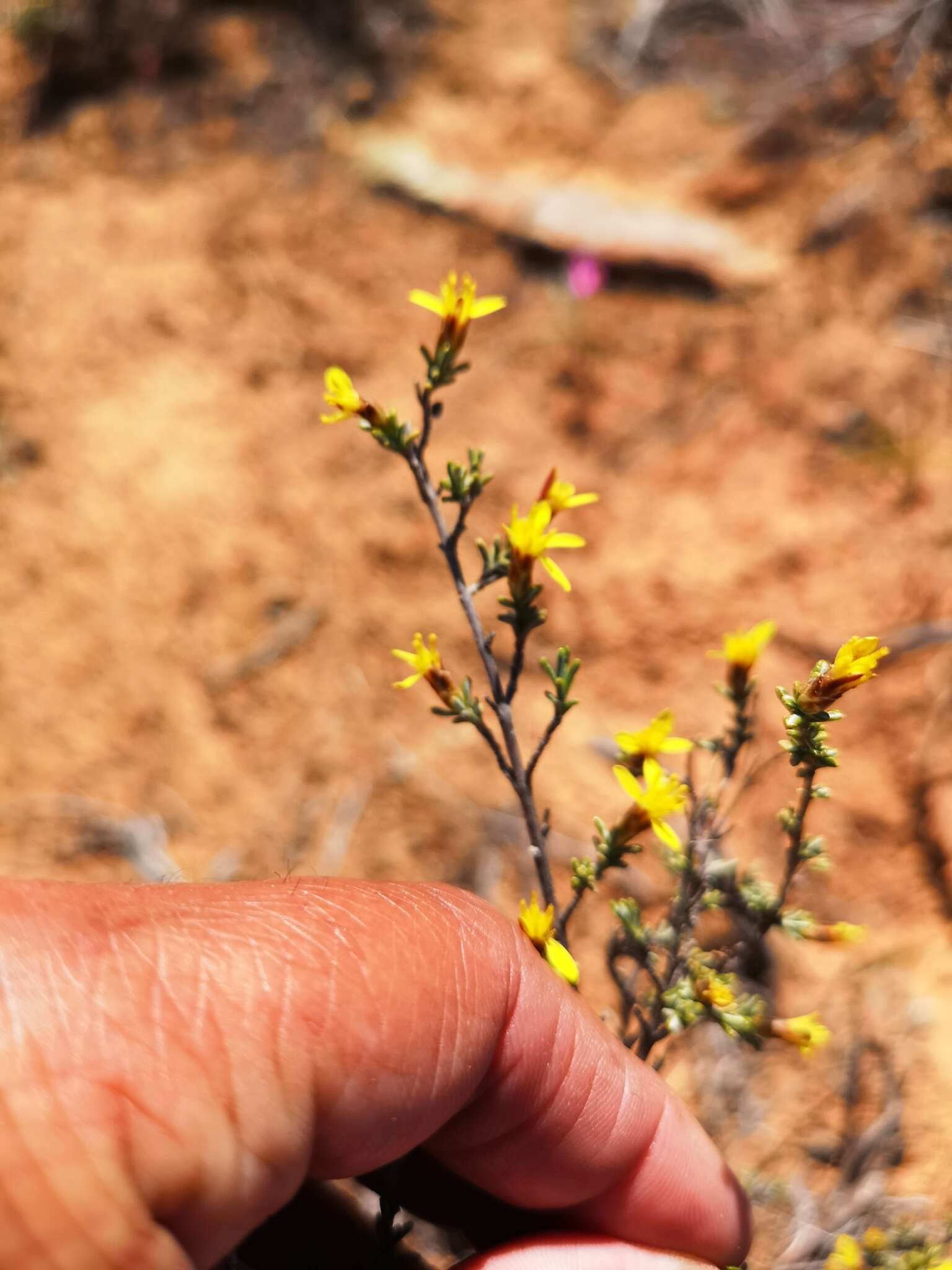 Imagem de Oedera oppositifolia (DC.) N. G. Bergh