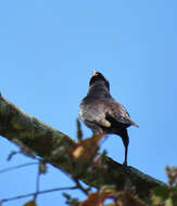 Image of Giant Cowbird