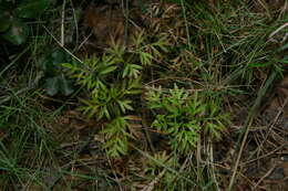 Image of Bunium crassifolium (Batt.) Batt.