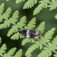 Olethreutes fasciatana Clemens 1860 resmi