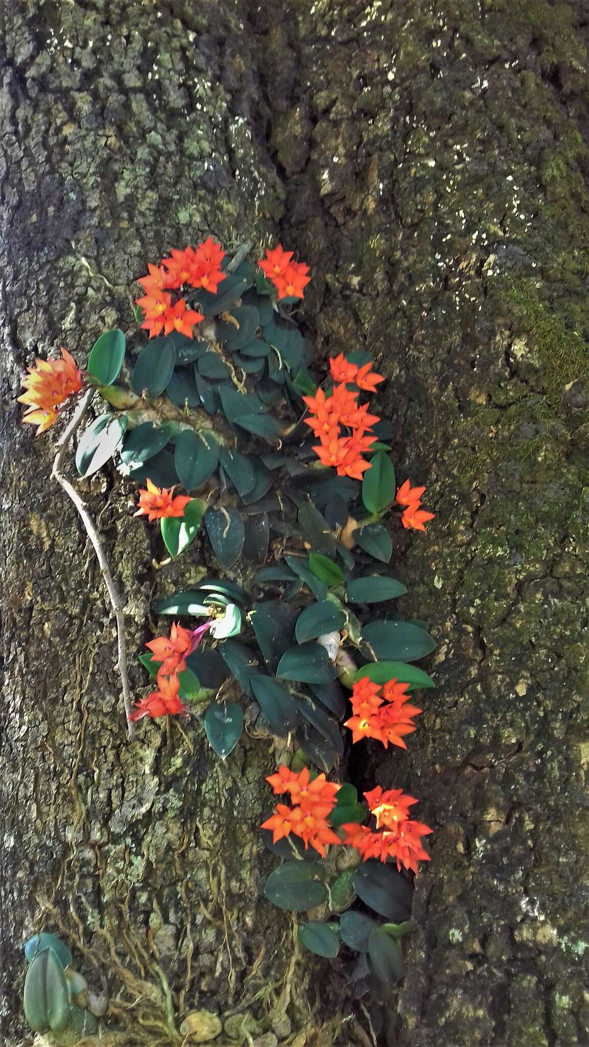 Image of Cattleya cernua (Lindl.) Van den Berg