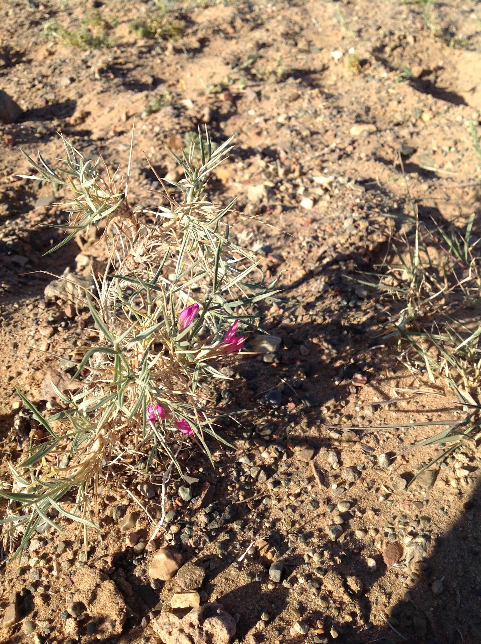 Image of Oxytropis aciphylla Ledeb.