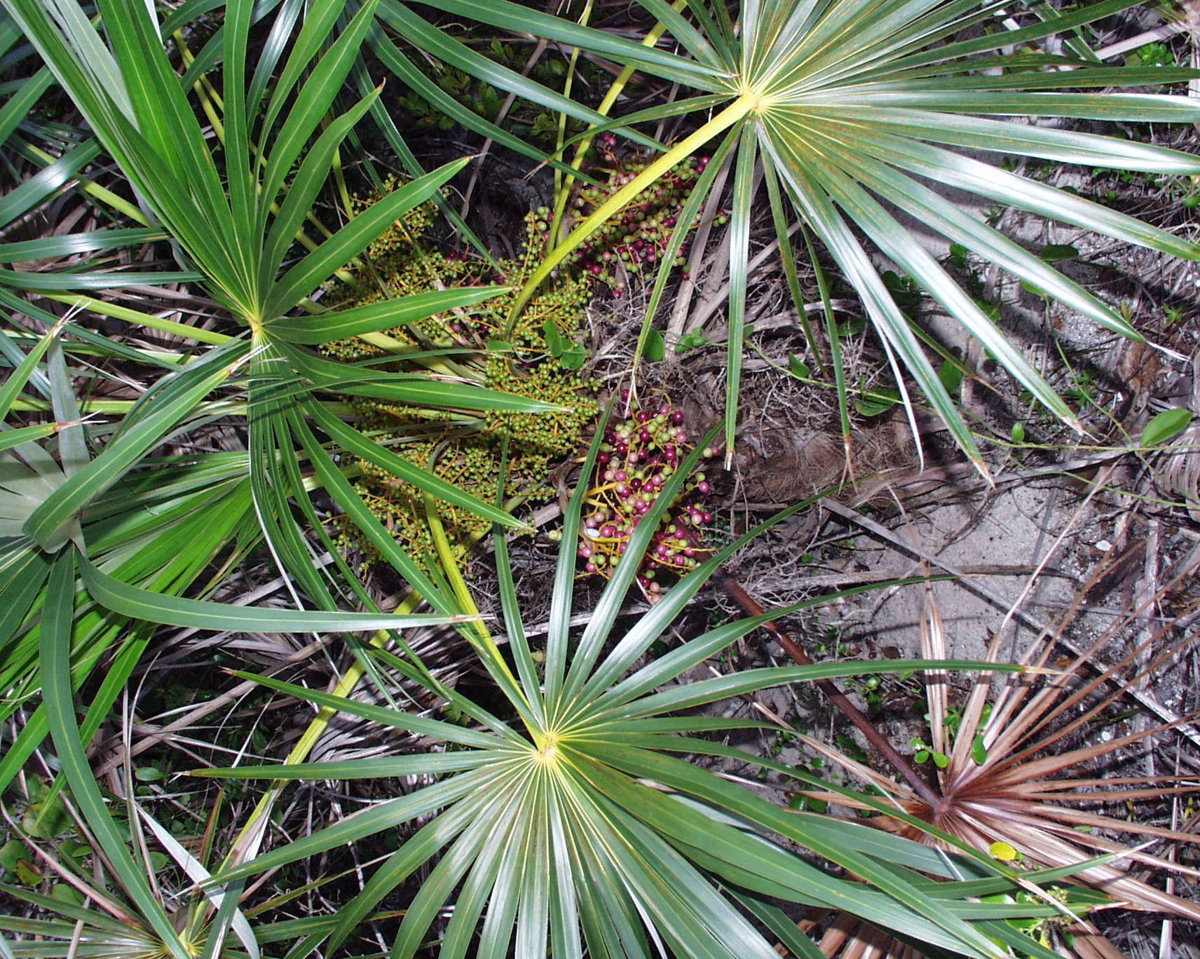 Image de Coccothrinax argentata (Jacq.) L. H. Bailey