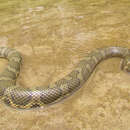 Image of Siebold's Water Snake