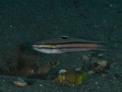 Image of Twostripe goby