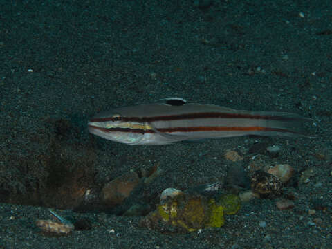 Image of Twostripe goby