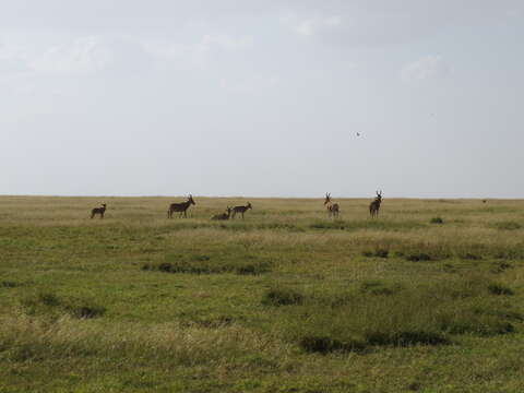 Image of Lelwel Hartebeest