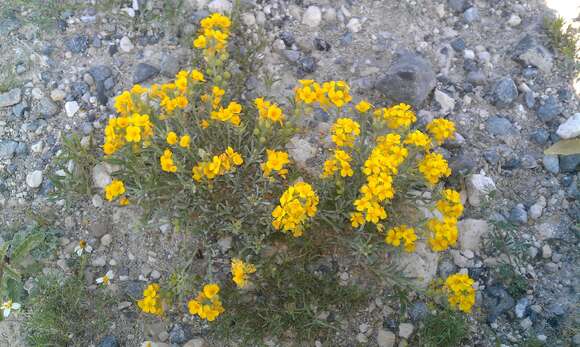 Image of Fendler's bladderpod