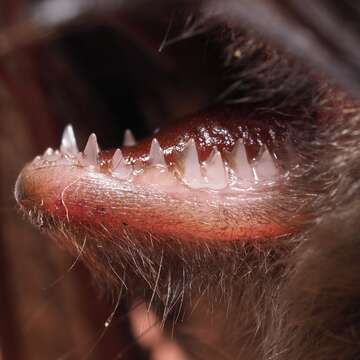 Image of whiskered bat, european whiskered bat