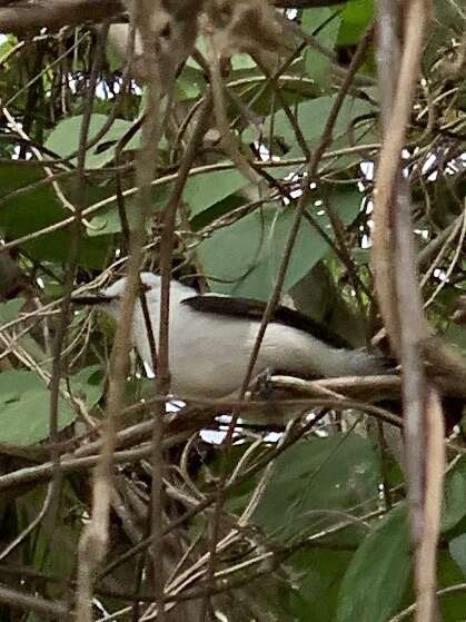 Image of Pied Water Tyrant