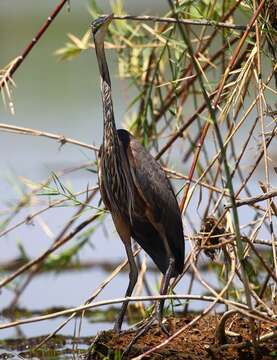 Image of Ardea purpurea madagascariensis Van Oort 1910