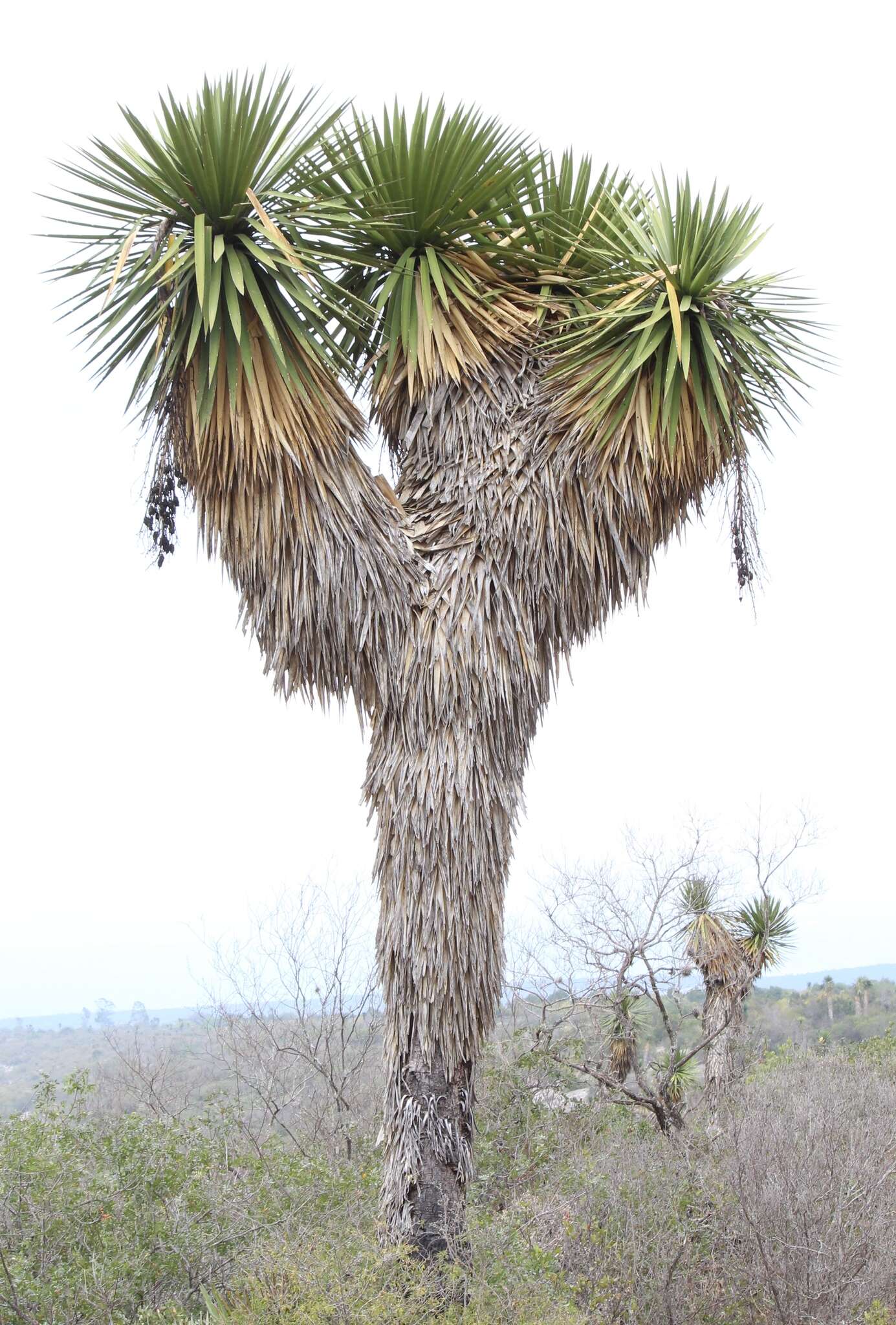 Image of Yucca potosina Rzed.