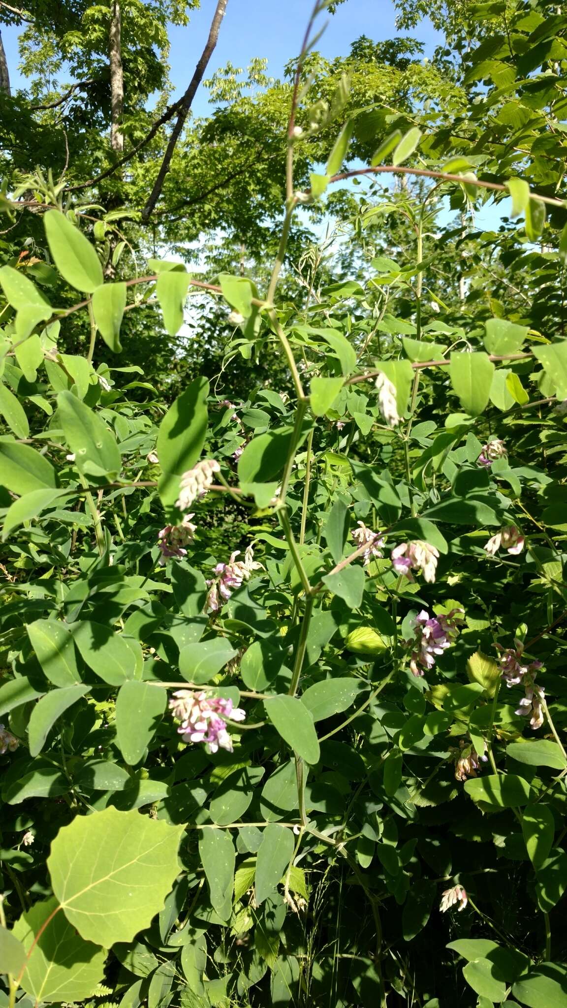 Imagem de Lathyrus venosus Willd.