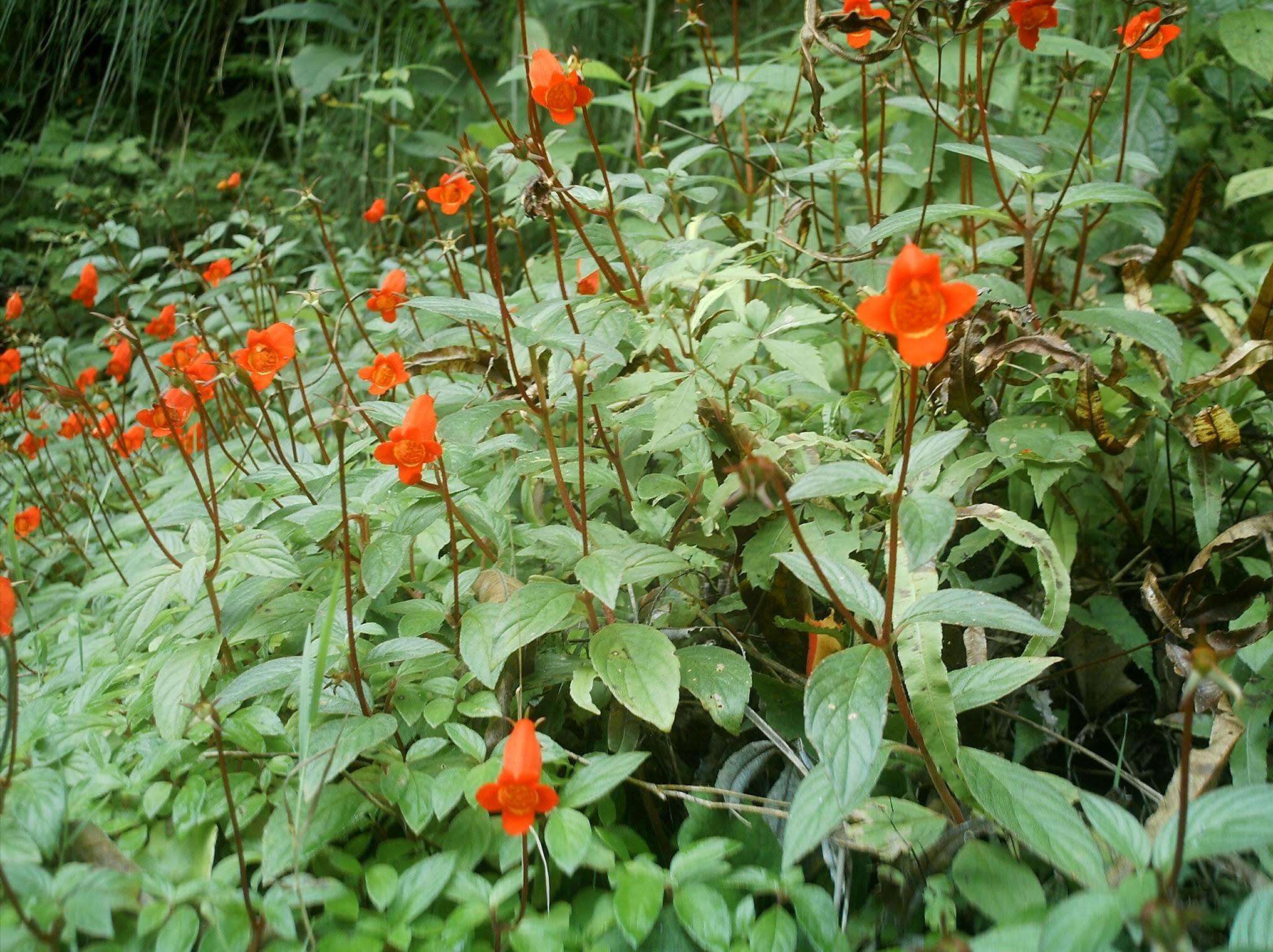 Image de Seemannia nematanthodes (Kuntze) K. Schum.