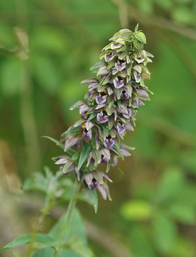 Image of Epipactis helleborine subsp. neerlandica (Verm.) Buttler