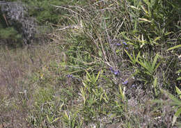 Image of Swertia pseudochinensis Hara