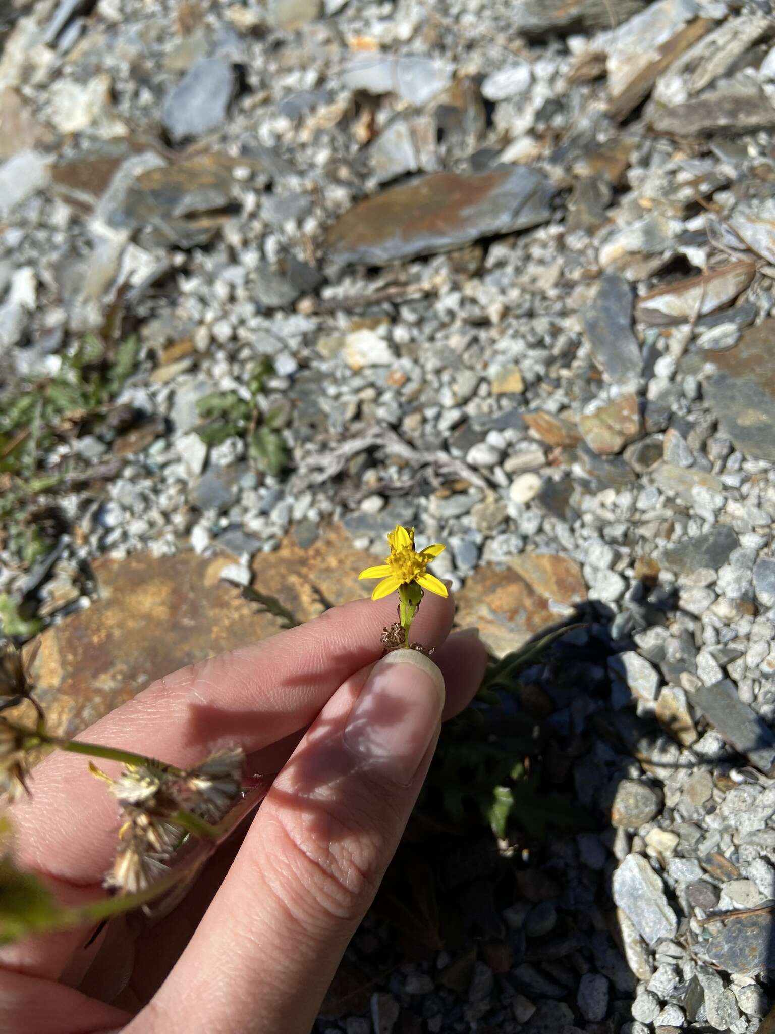 Plancia ëd Senecio morrisonensis Hayata