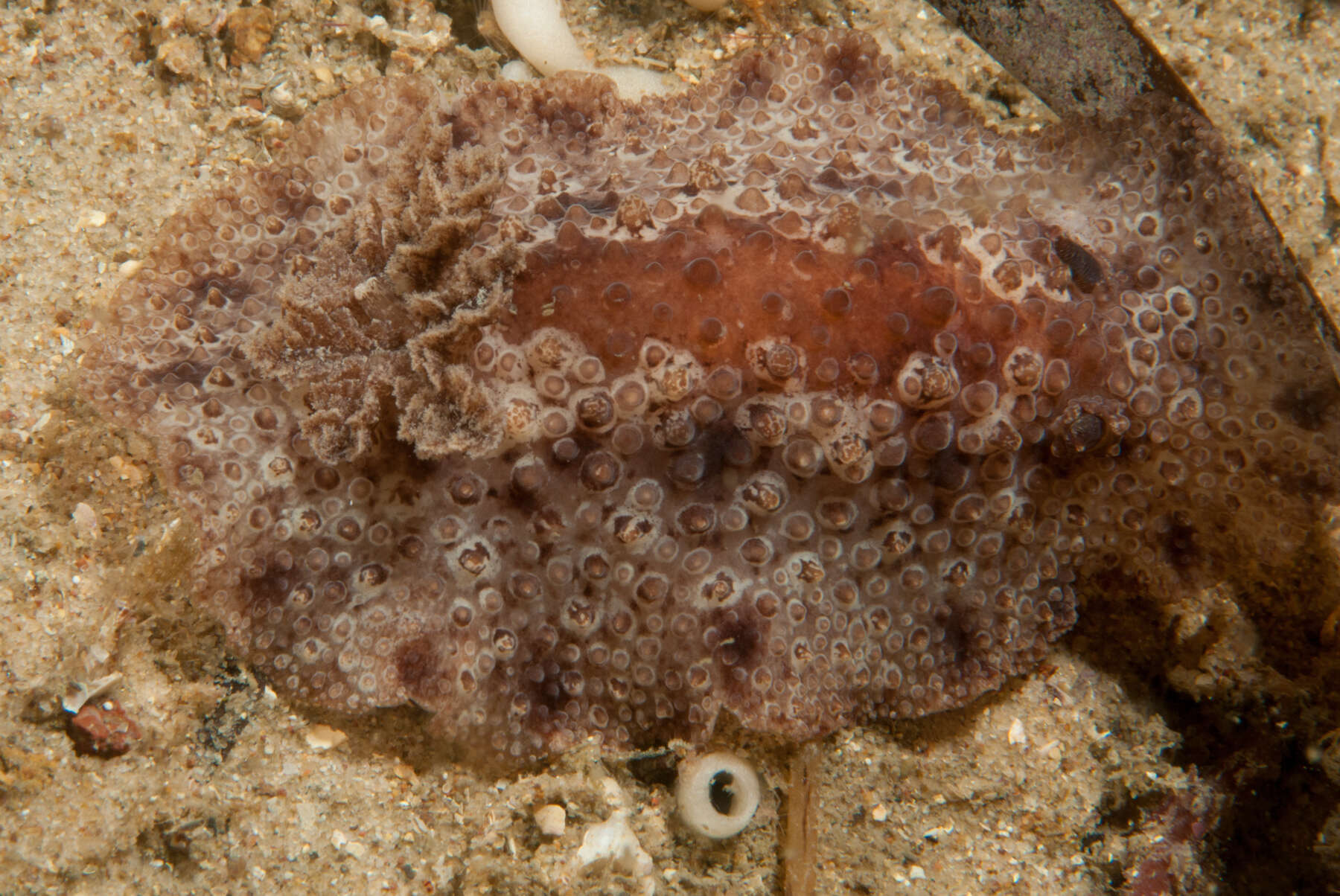 Image of Carminodoris nodulosa (Angas 1864)