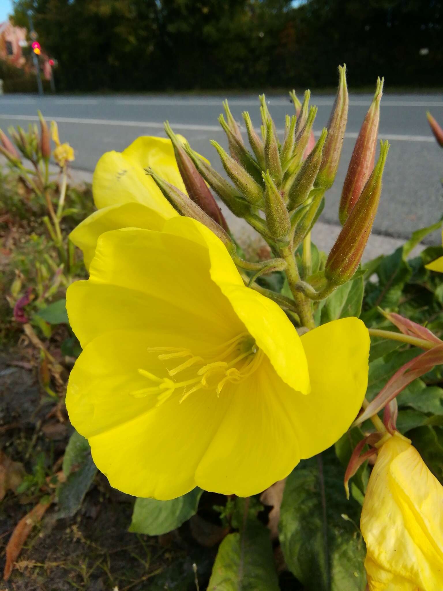 Image of redsepal evening primrose