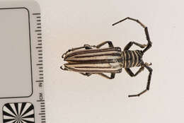 Image of Rhytiphora dallasii Pascoe 1869