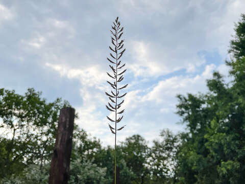 Image of Cross grass