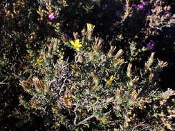 Image of Gorteria alienata (Thunb.) Stångb. & Anderb.