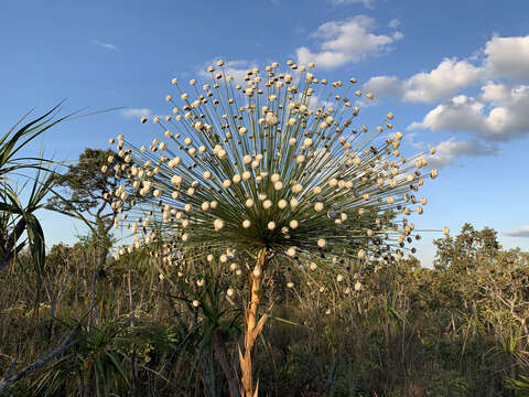 Image of Paepalanthus chiquitensis Herzog