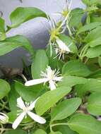 Imagem de Clematis terniflora DC.