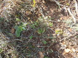 Image of Glottiphyllum longum (Haw.) N. E. Br.