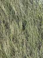 Image of Shoalgrass