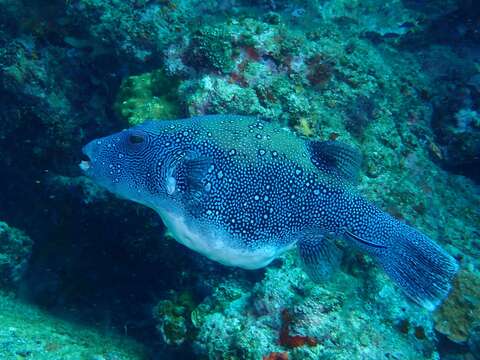 Image of Blue-spotted Puffer