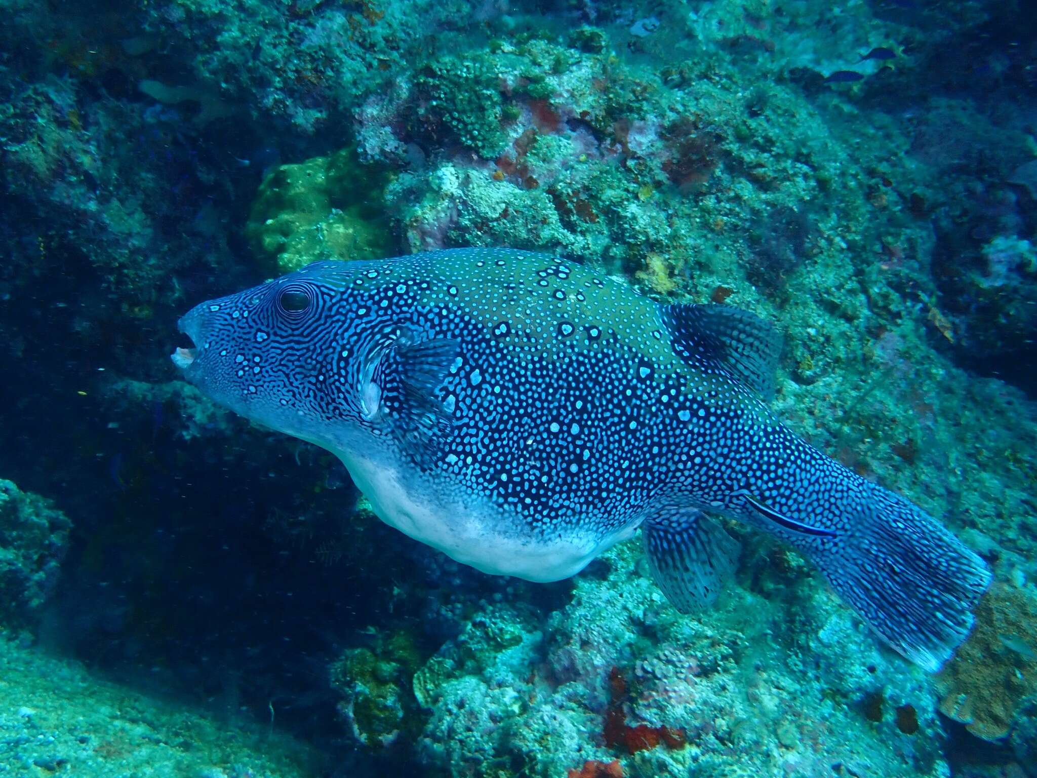 Arothron caeruleopunctatus Matsuura 1994 resmi