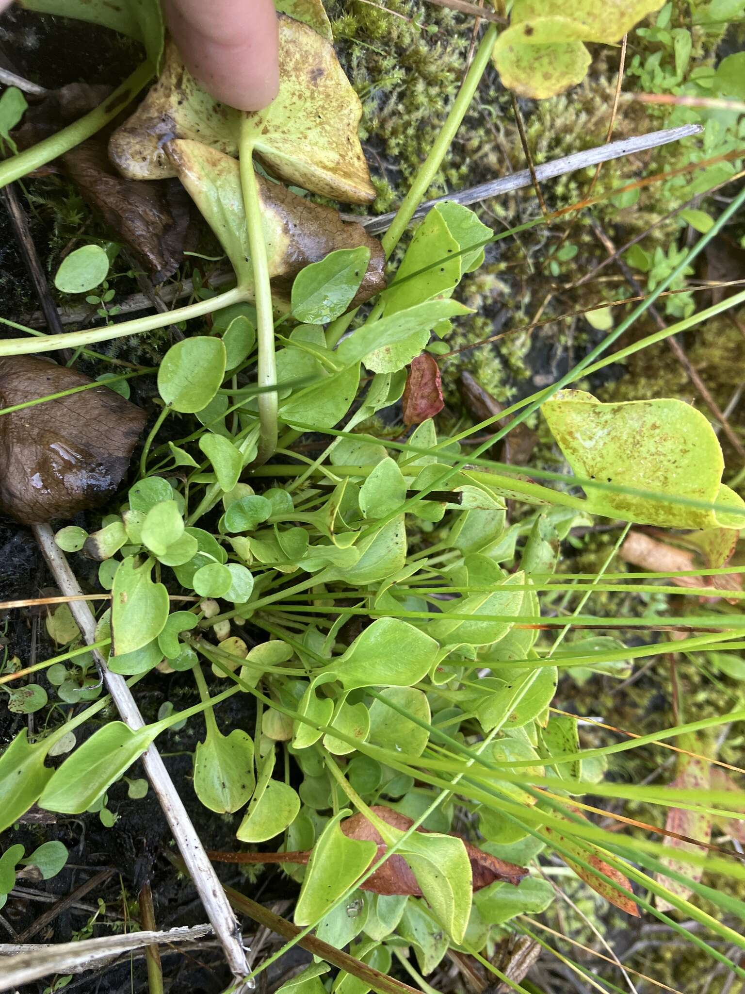 Image of fringed grass of Parnassus