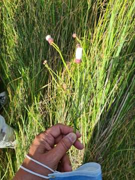 Image of Baccharis juncea (Lehm.) Desf.