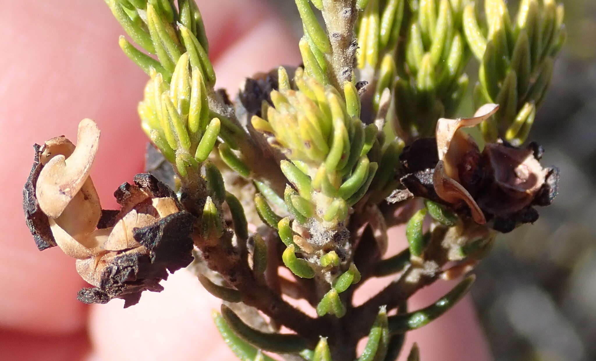 Image of Phylica axillaris var. maritima Pillans