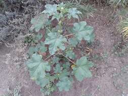 Image of cluster mallow