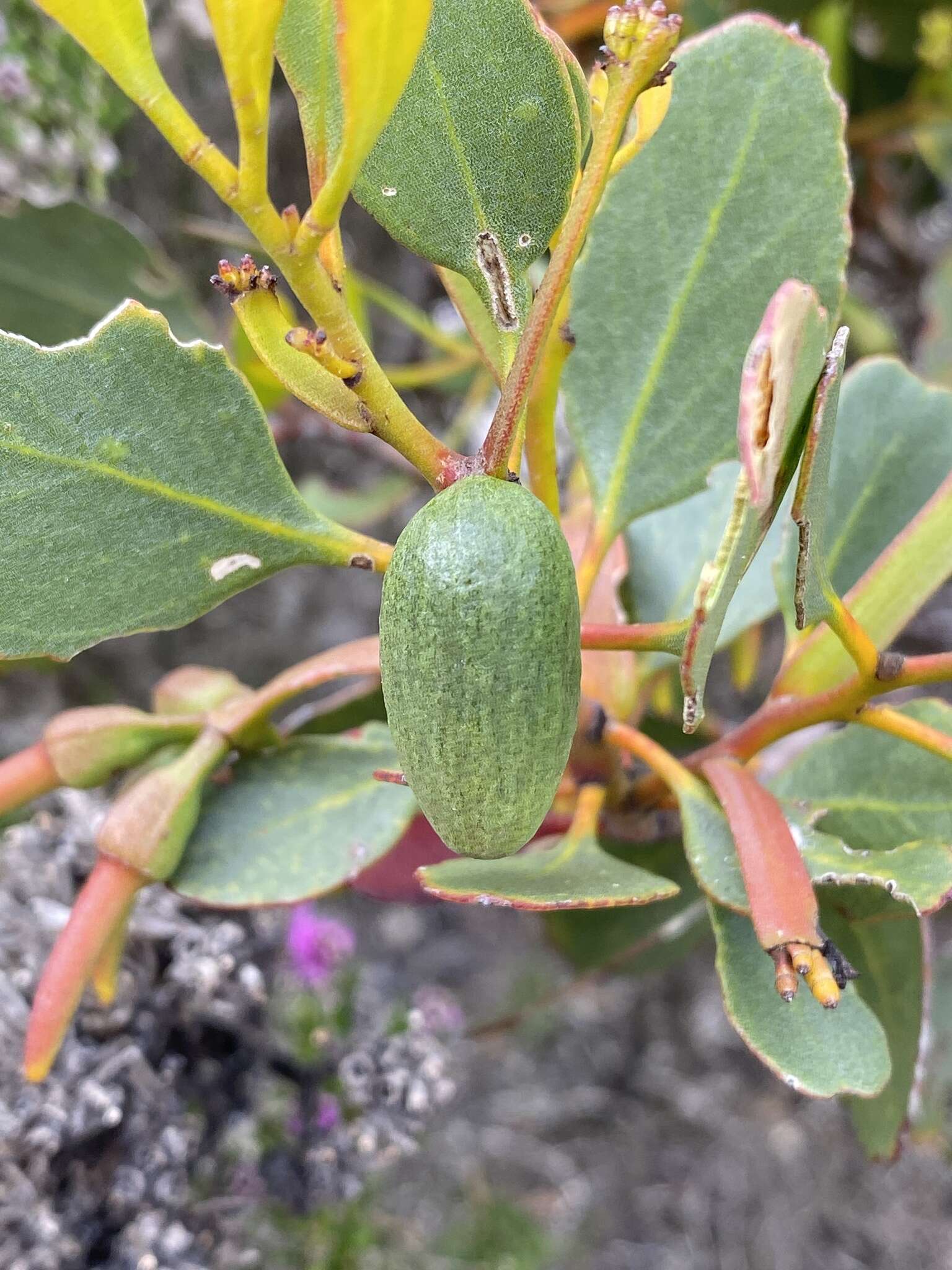 Image of Eucalyptus platypus Hook.