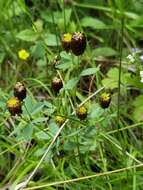 Image of brown moor clover