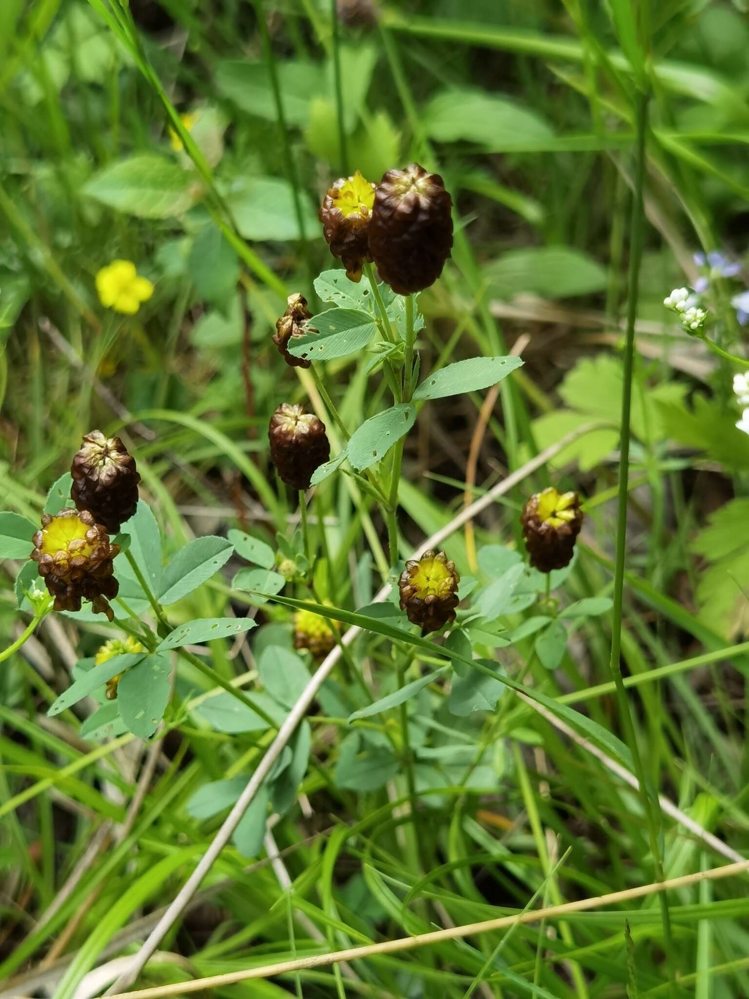 Image de Trifolium spadiceum L.