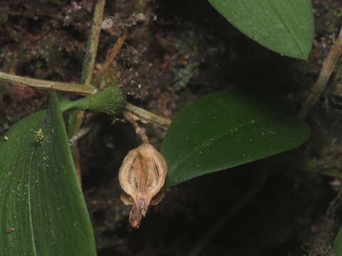 Image of thinpetal bulbophyllum