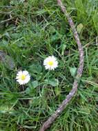 Image of Daisy