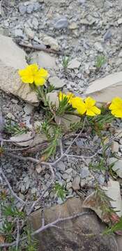 Image of sprawling needle sunrose